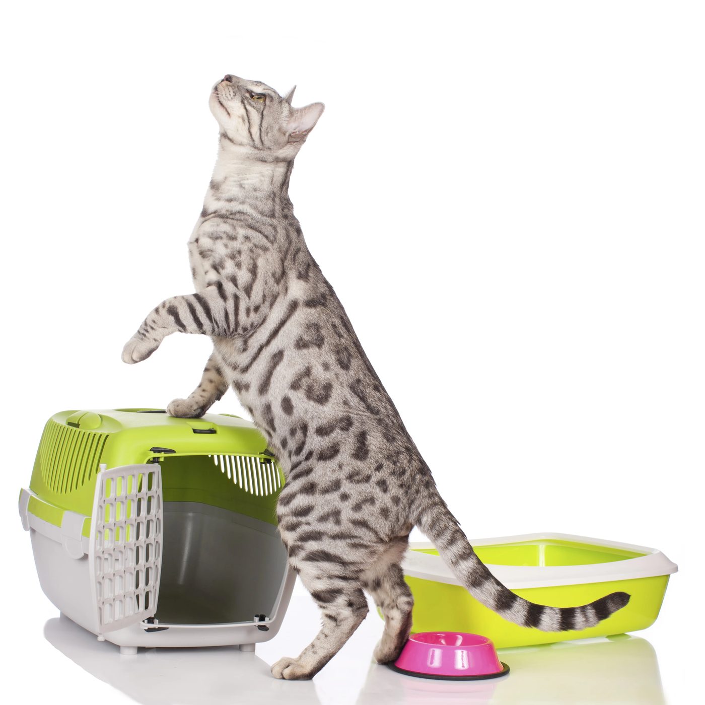6 straightforward Ways to Hide Your Cat Litter Box