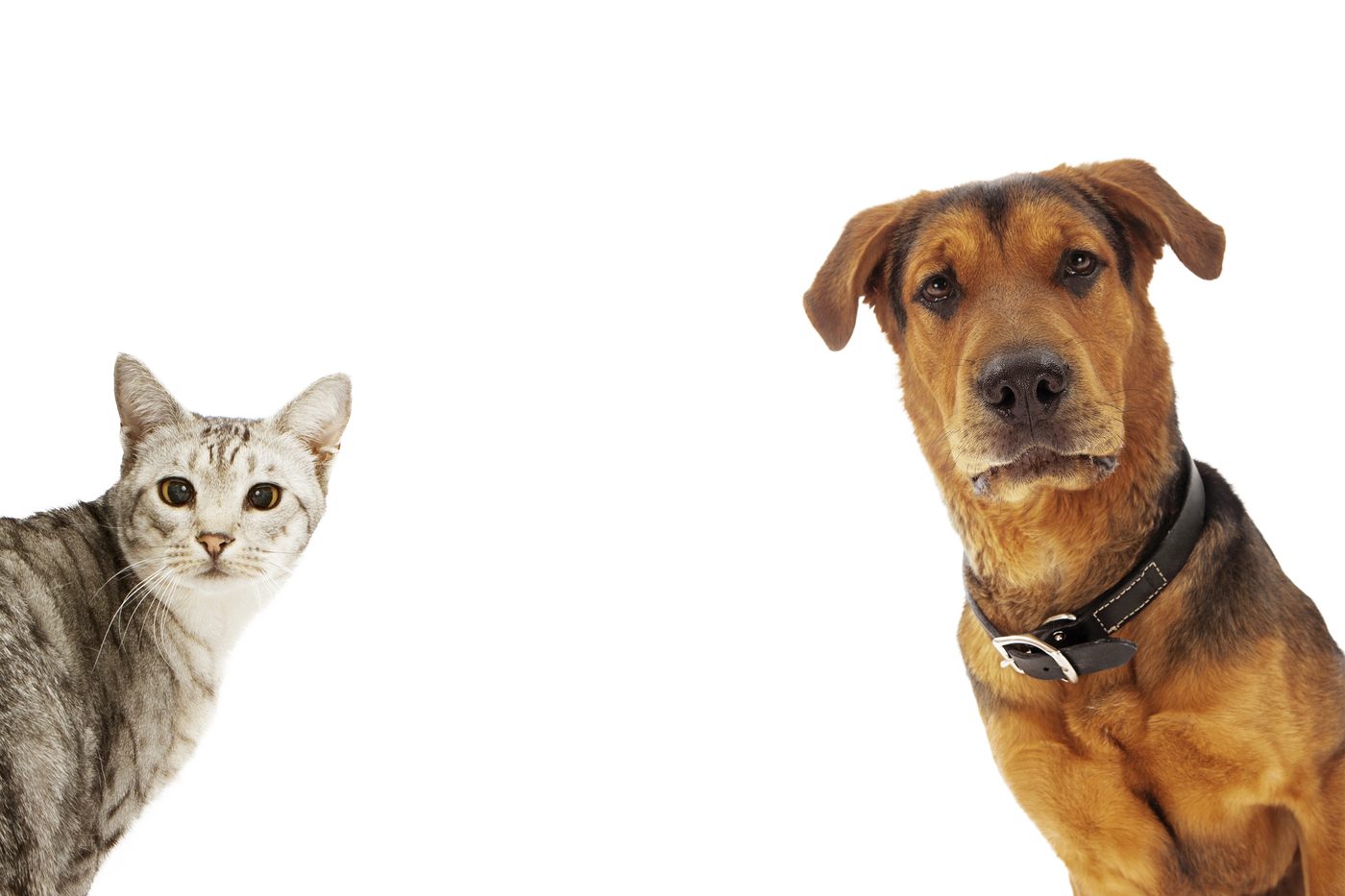 8 Reliable Products for Dogs and Cats