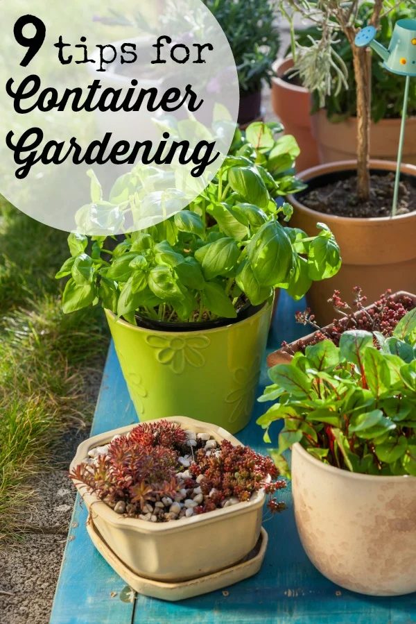 Container gardening is well fitted for homes with small or nonexistent backyards, cold climates, and renters. Here are 9 tips for container gardening! 9 Tips for Container Gardenin