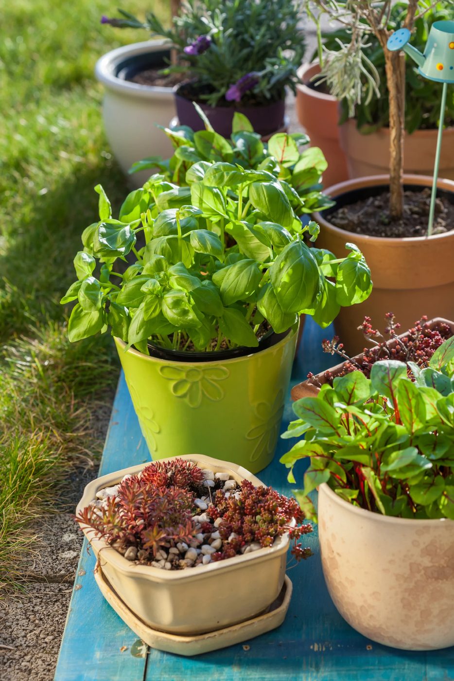 9 Tips for Container Gardening