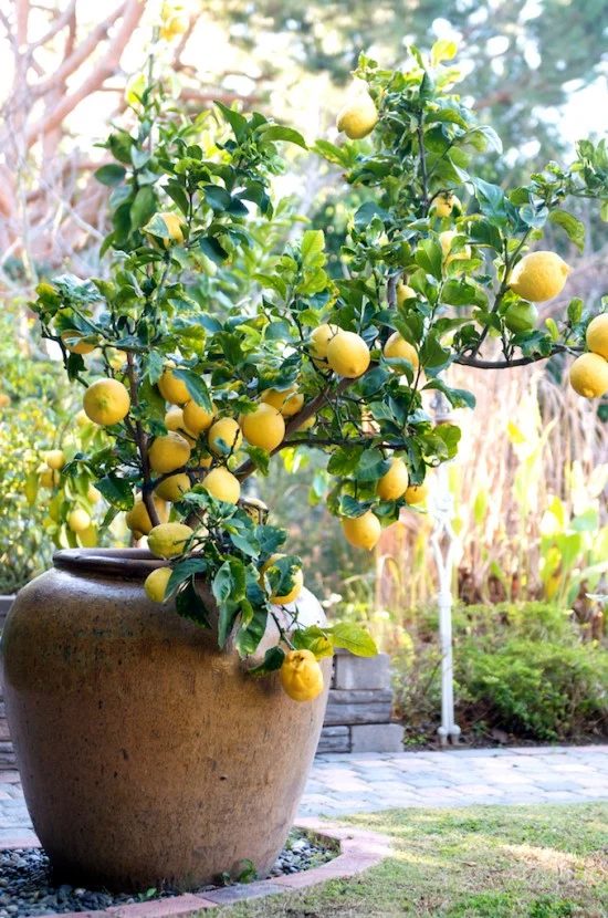 Container gardening is well fitted for homes with small or nonexistent backyards, cold climates, and renters. Here are 9 tips for container gardening! 9 Tips for Container Gardenin