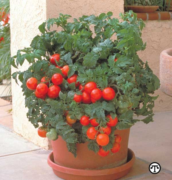 Container gardening is well fitted for homes with small or nonexistent backyards, cold climates, and renters. Here are 9 tips for container gardening! 9 Tips for Container Gardenin