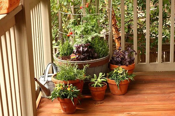 Container gardening is well fitted for homes with small or nonexistent backyards, cold climates, and renters. Here are 9 tips for container gardening! 9 Tips for Container Gardenin