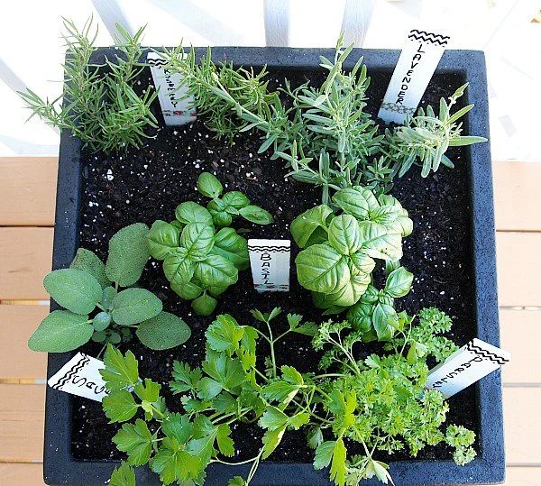 Container gardening is well fitted for homes with small or nonexistent backyards, cold climates, and renters. Here are 9 tips for container gardening! 9 Tips for Container Gardenin