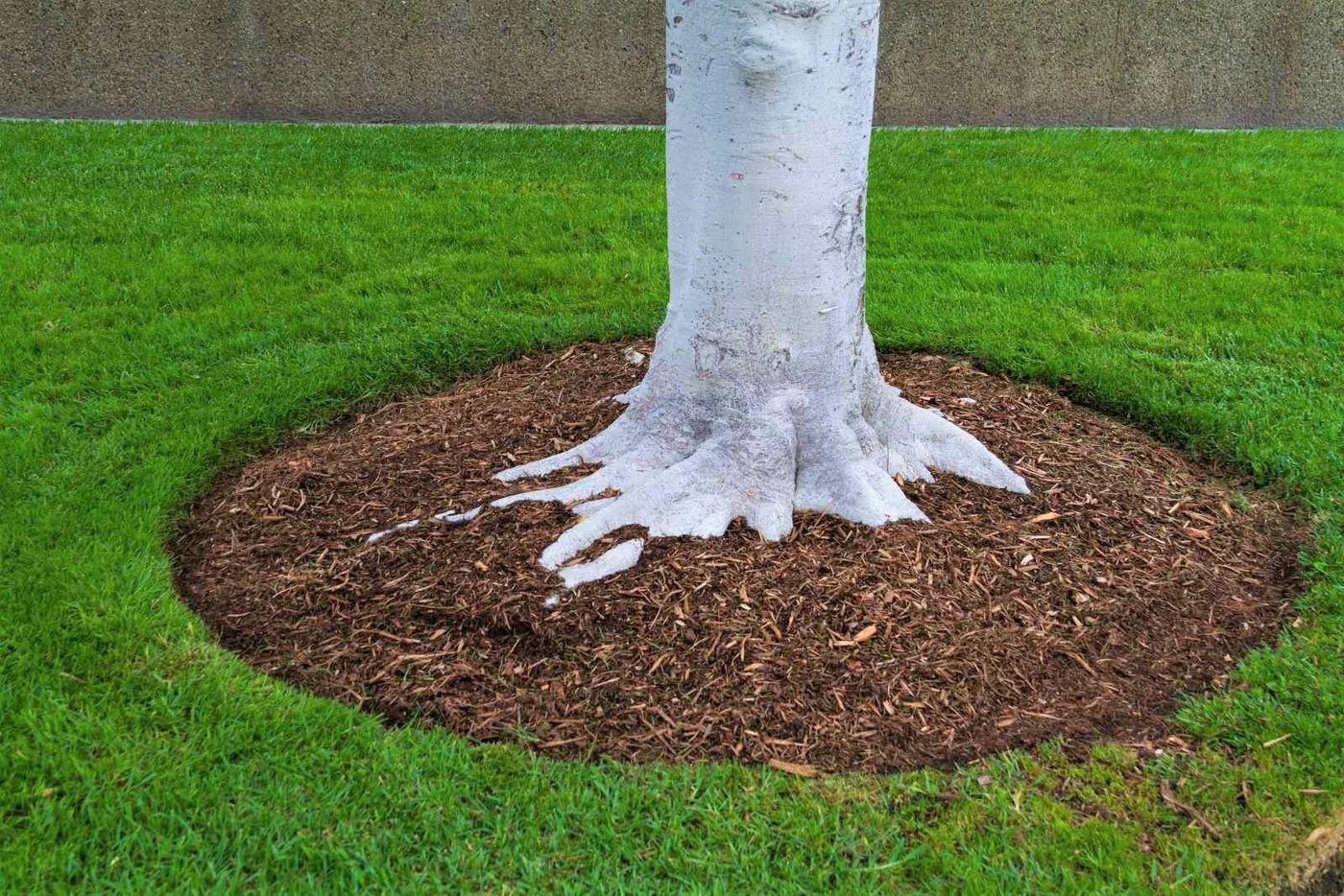 Mulch Around Tree Base