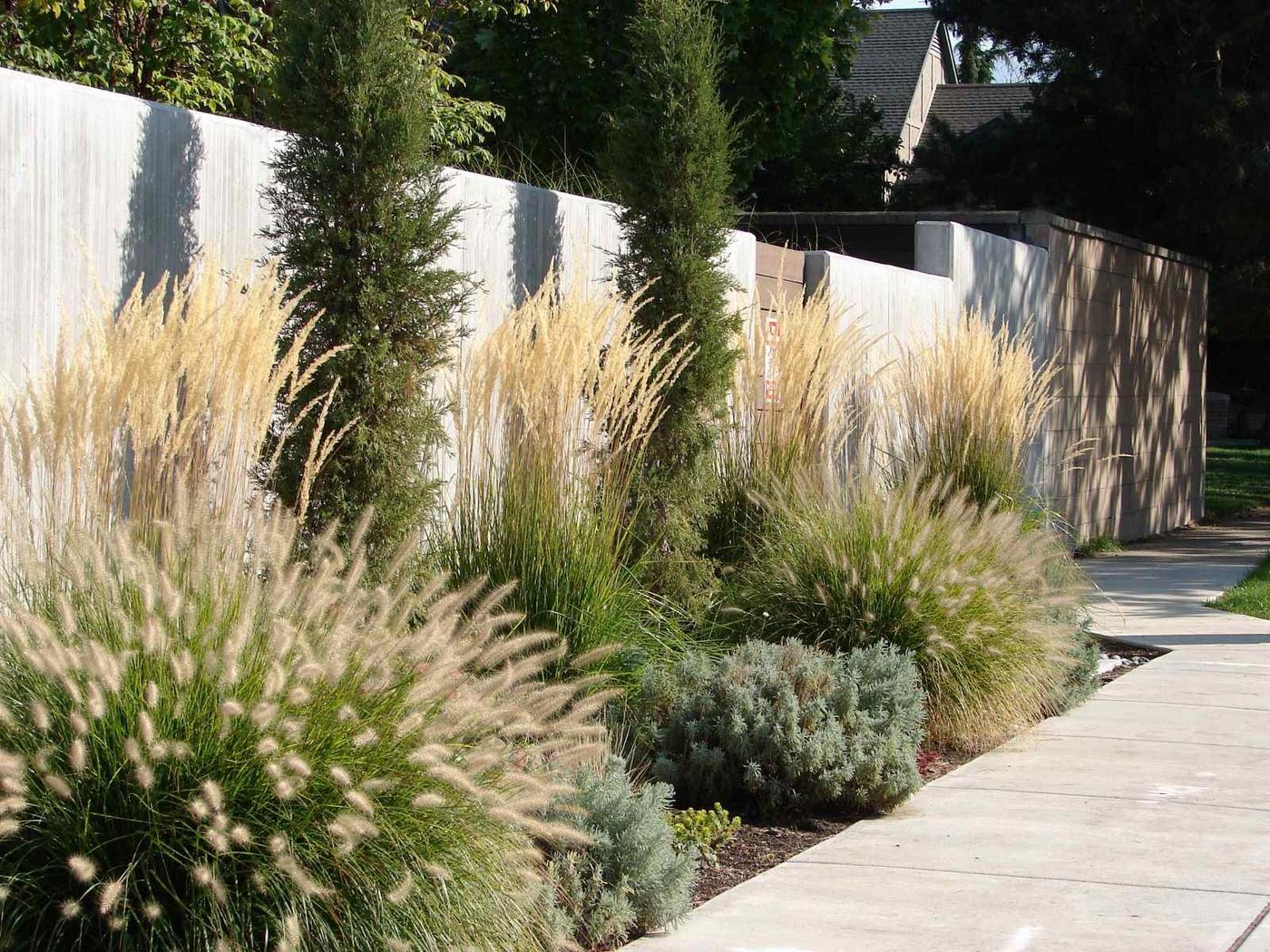 Drought Tolerant Plants