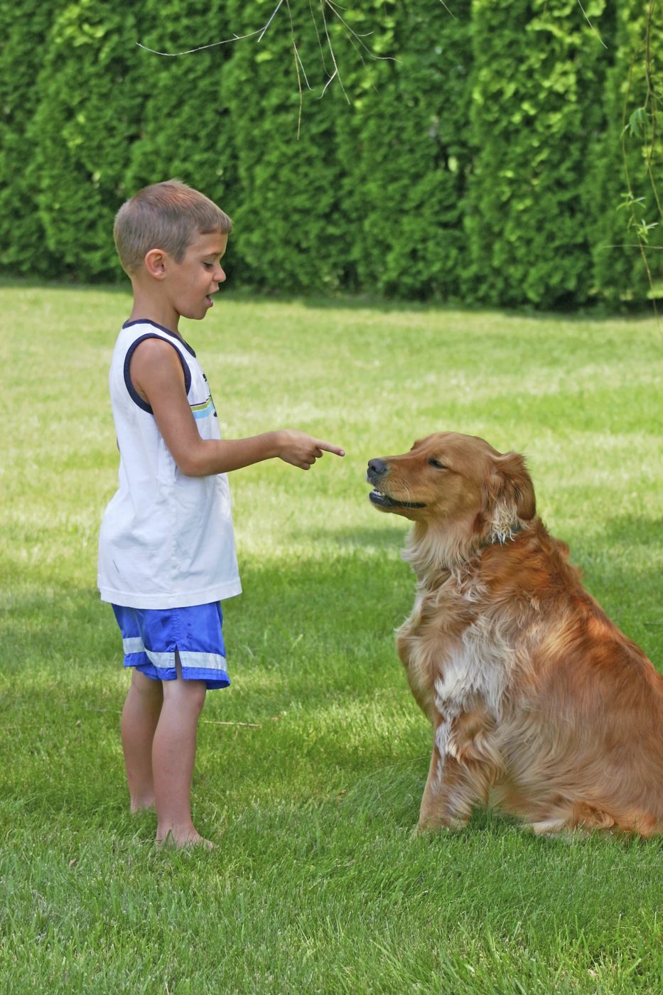The Basics of Dog Obedience Training
