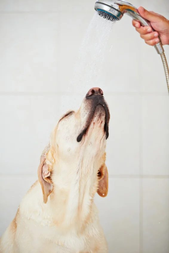 Bathe Your Pet