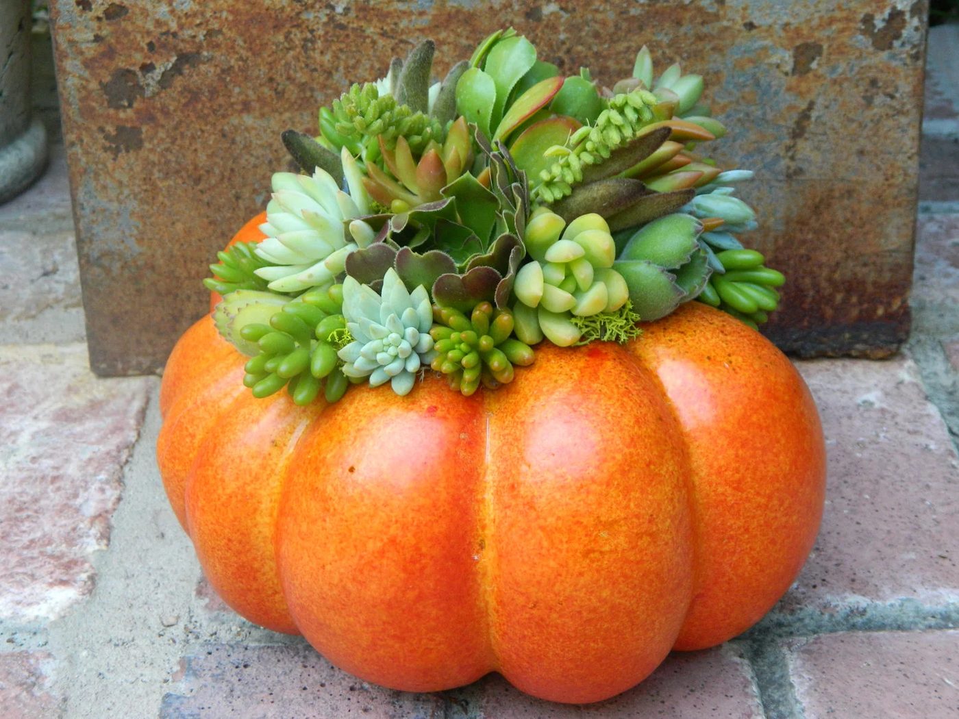 succulent pumpkin planter tobieanne on etsy