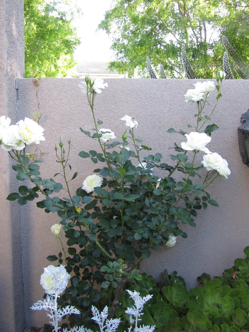 striking Water Wise Backyard (27)