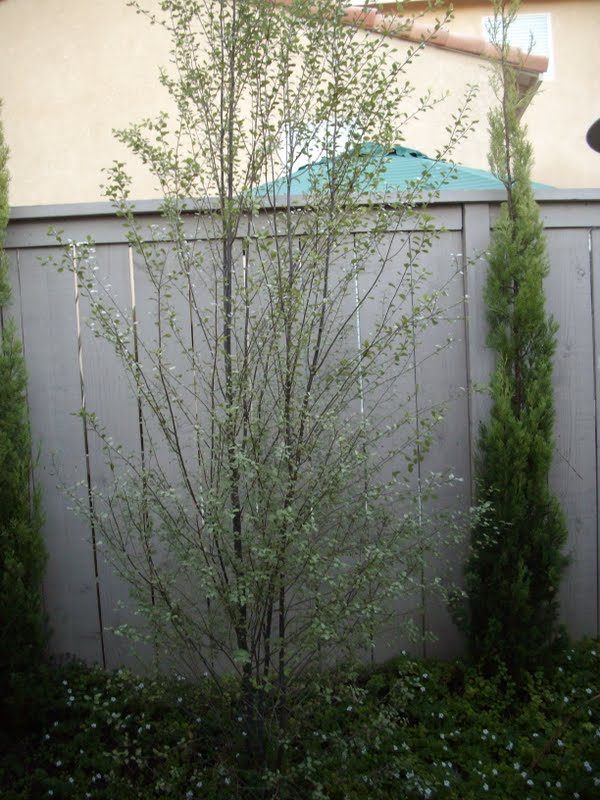 striking Water Wise Backyard (22)