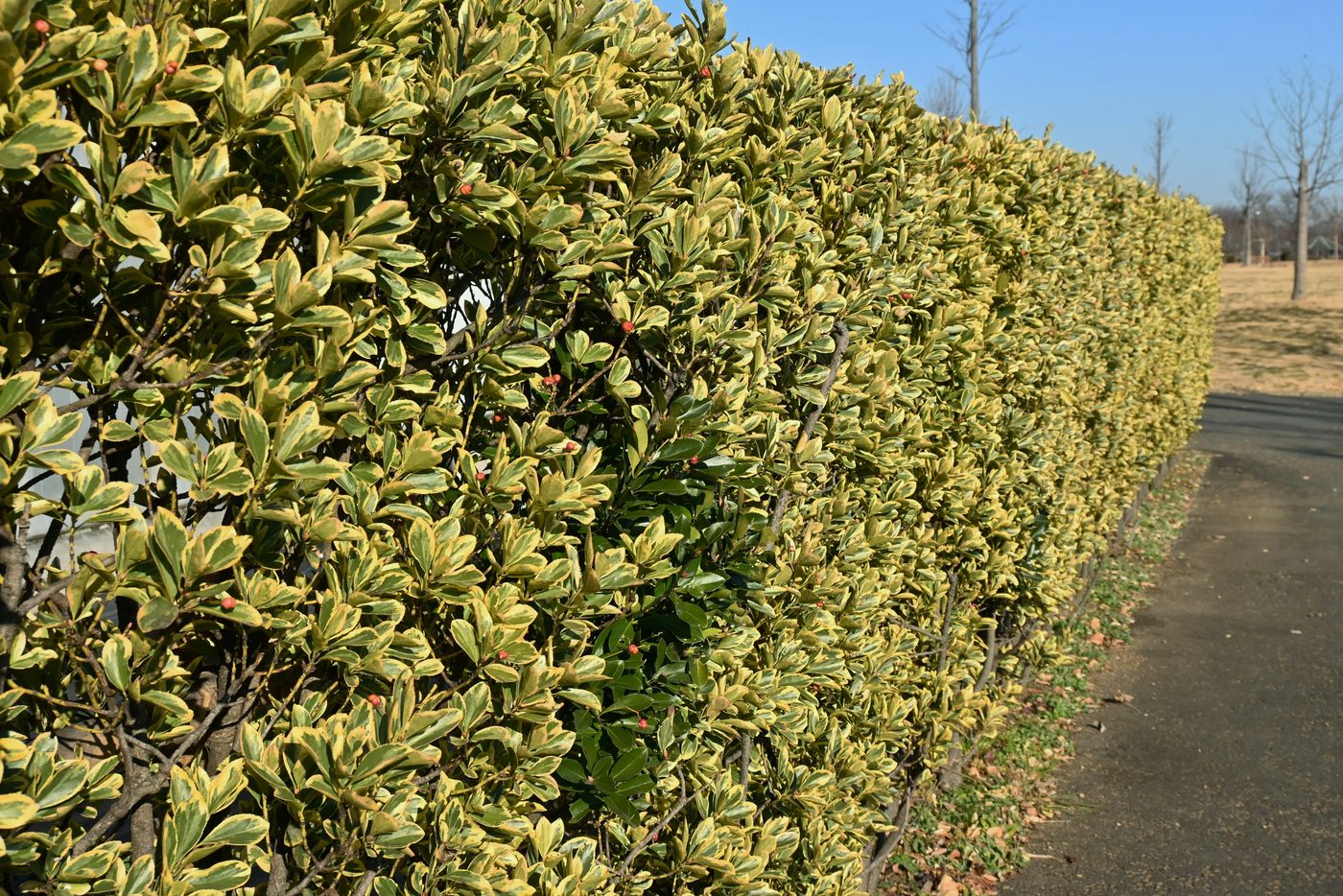 Euonymus Spindle Tree Hedge - Best Evergreen Hedge Plants