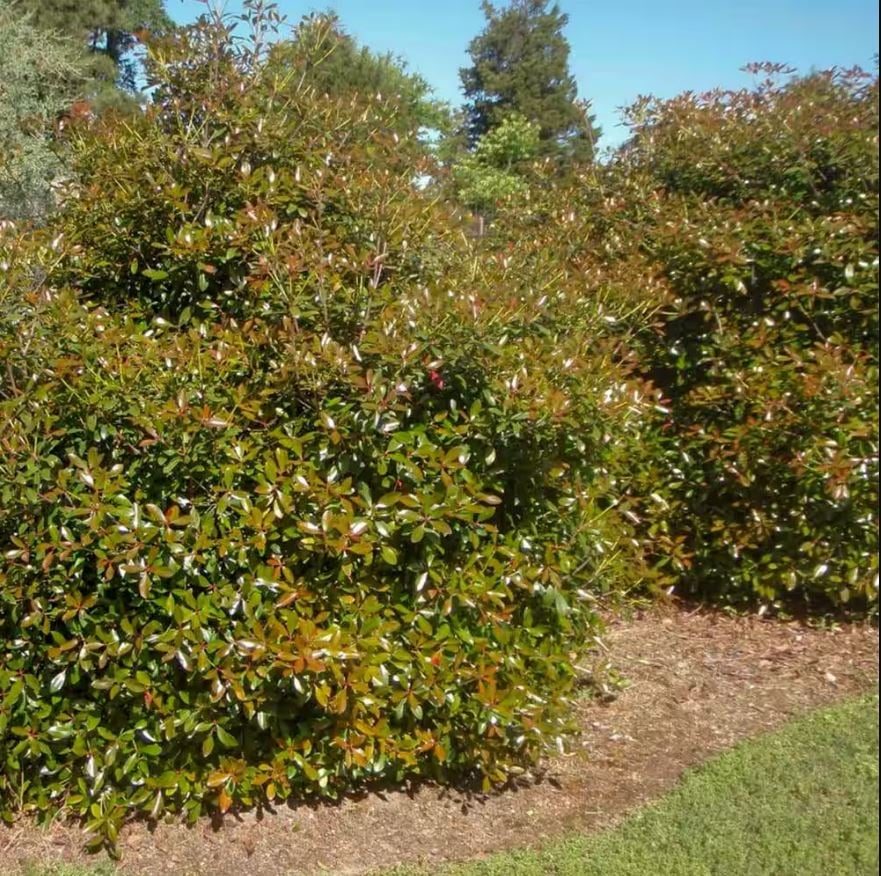 Cleyera Shrub - Best Evergreen Hedge Plants