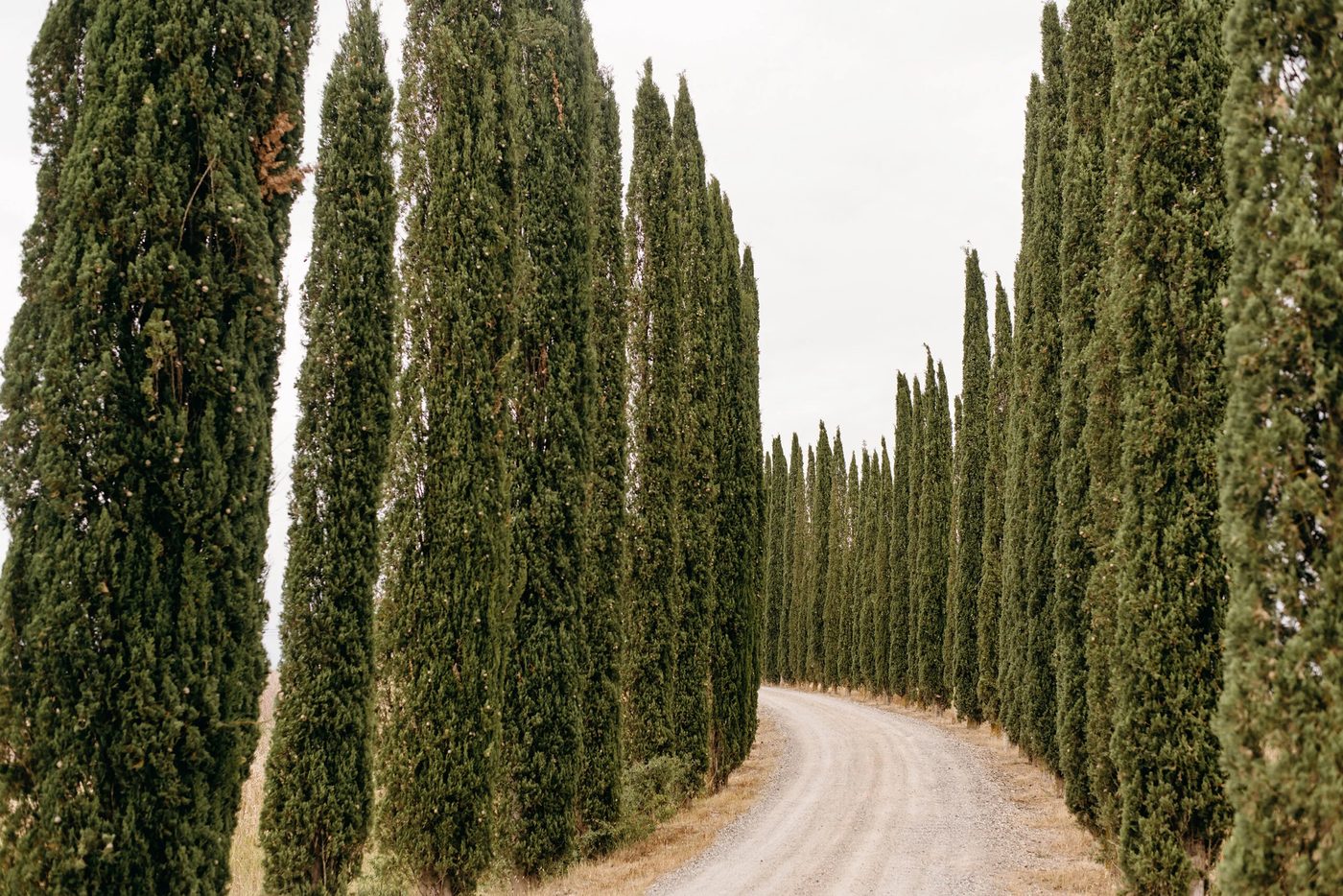 8 Reliable Evergreen Hedge Plants For Your Yard