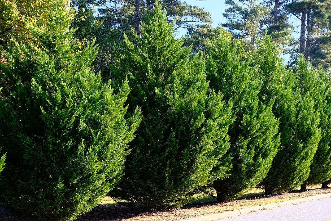 Leyland Cypress Trees - Best Evergreen Hedge Plants