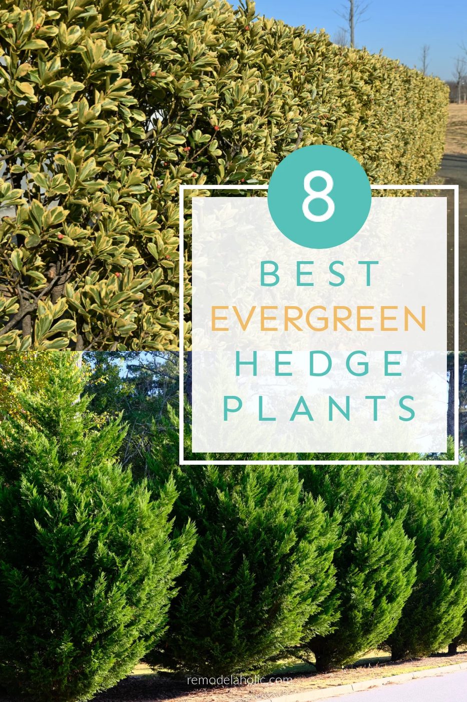 8 Best Evergreen Hedge Plants For Your Yard To Add Privacy Edging Shrubs Bekob