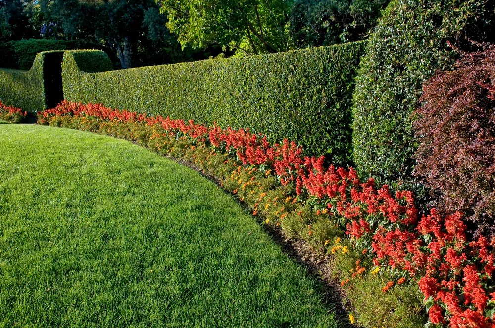 striking Hedge