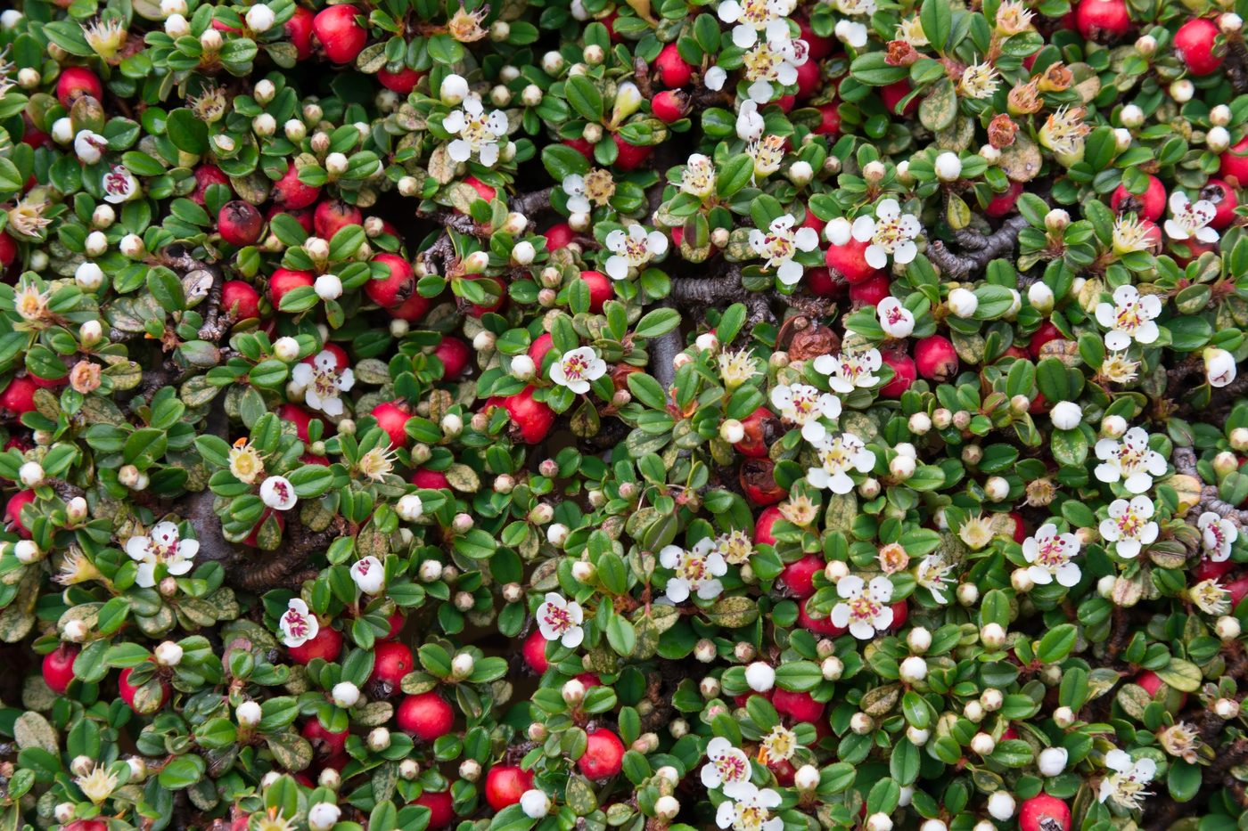 Coral Beauty Cotoneaster - Best Evergreen Hedge Plants