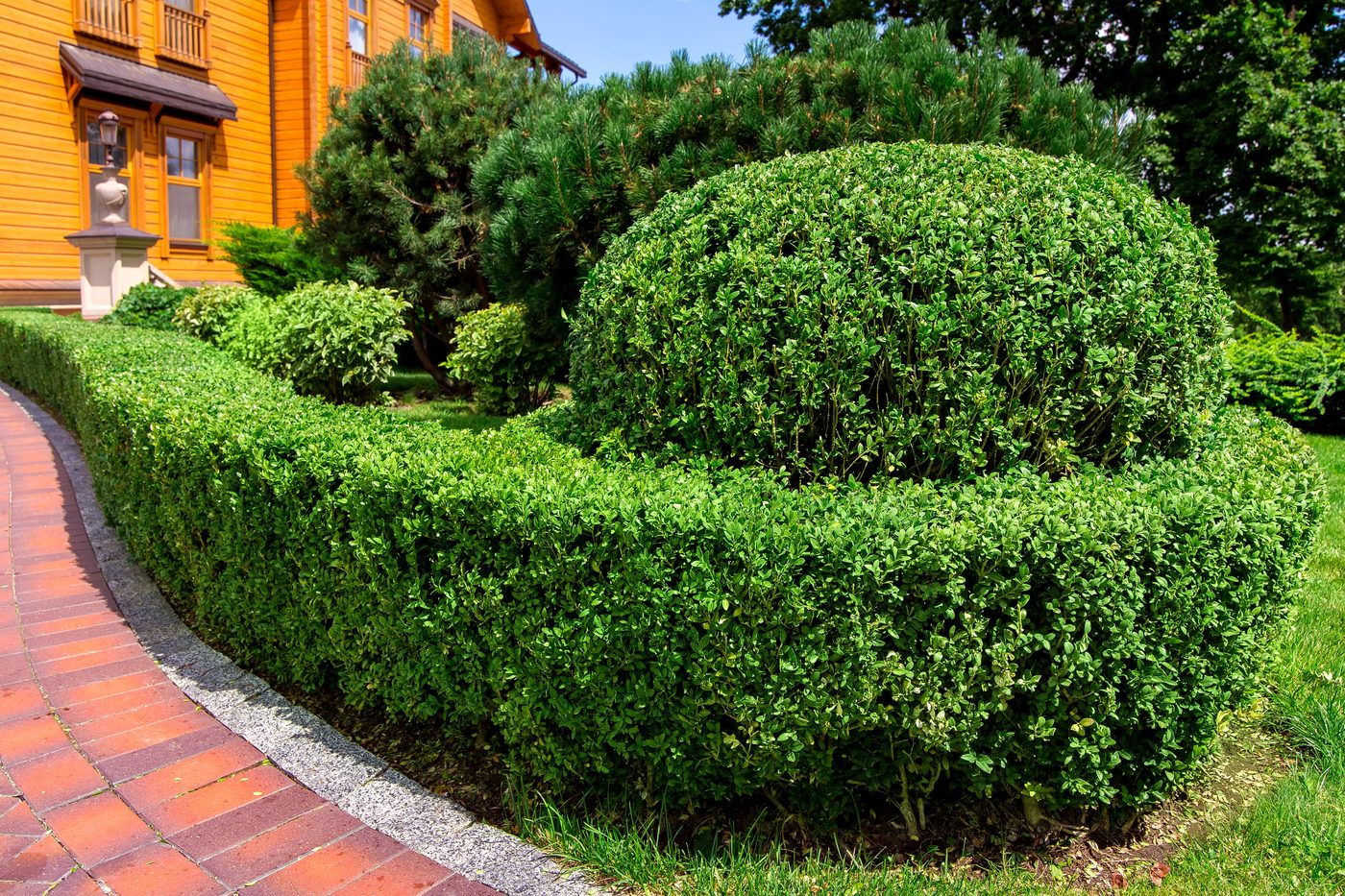 Boxwood - Best Evergreen Hedge Plants