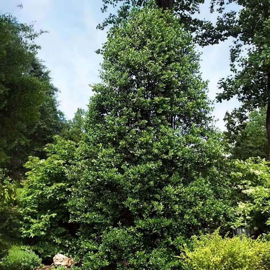 Nellie Stevens Holly Tree - Best Evergreen Hedge Plants