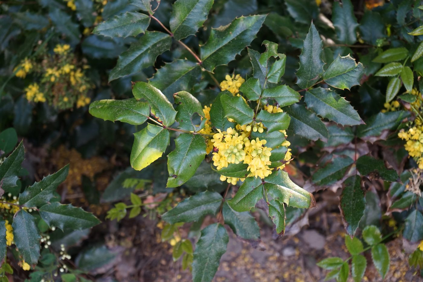 Oregon Grape Shrub - Best Evergreen Hedge Plants