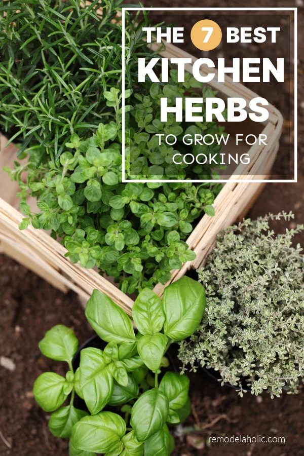 Best Culinary Herbs To Grow For Cooking In The Kitchen Herb Garden Bekob