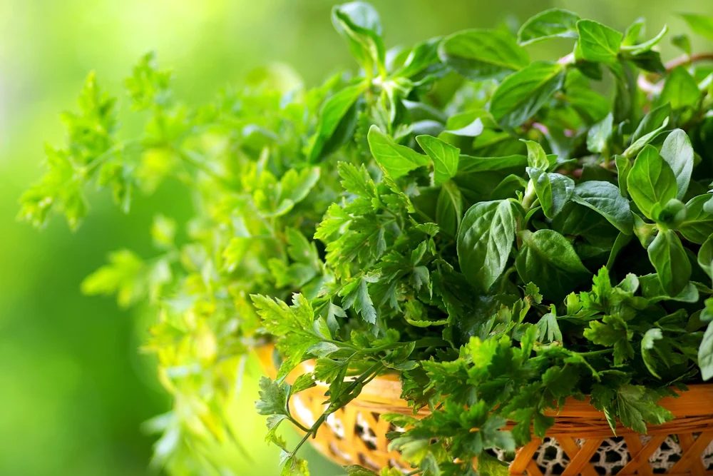 Cooking Herbs .