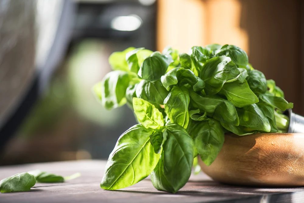Fresh Organic Basil
