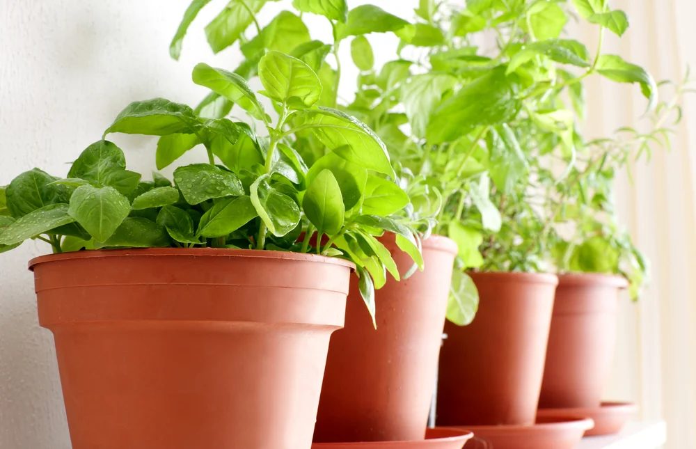 7 Reliable Herbs to Grow for Cooking at Home