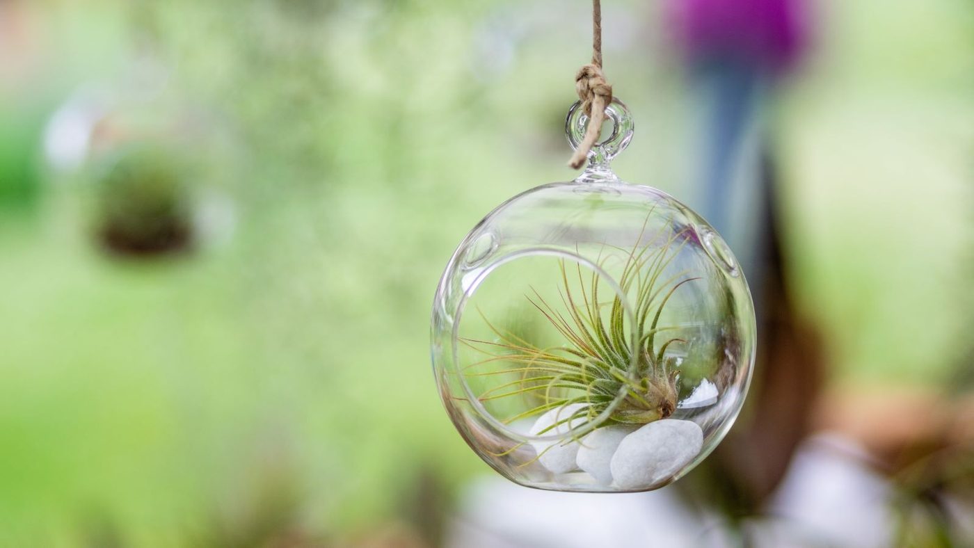 14 Air Plants Shutterstock