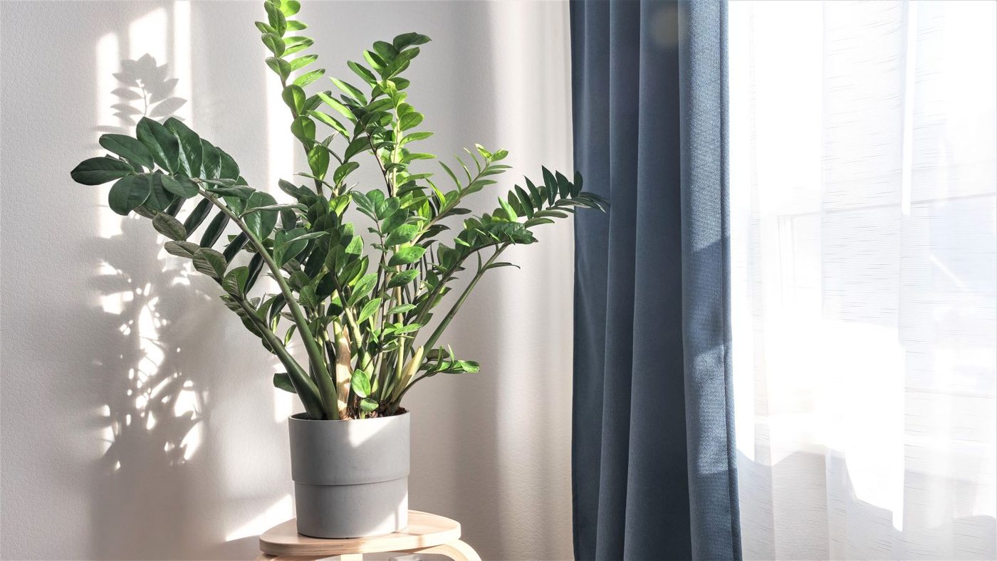 10 Zz Plant Shutterstock 1932405797