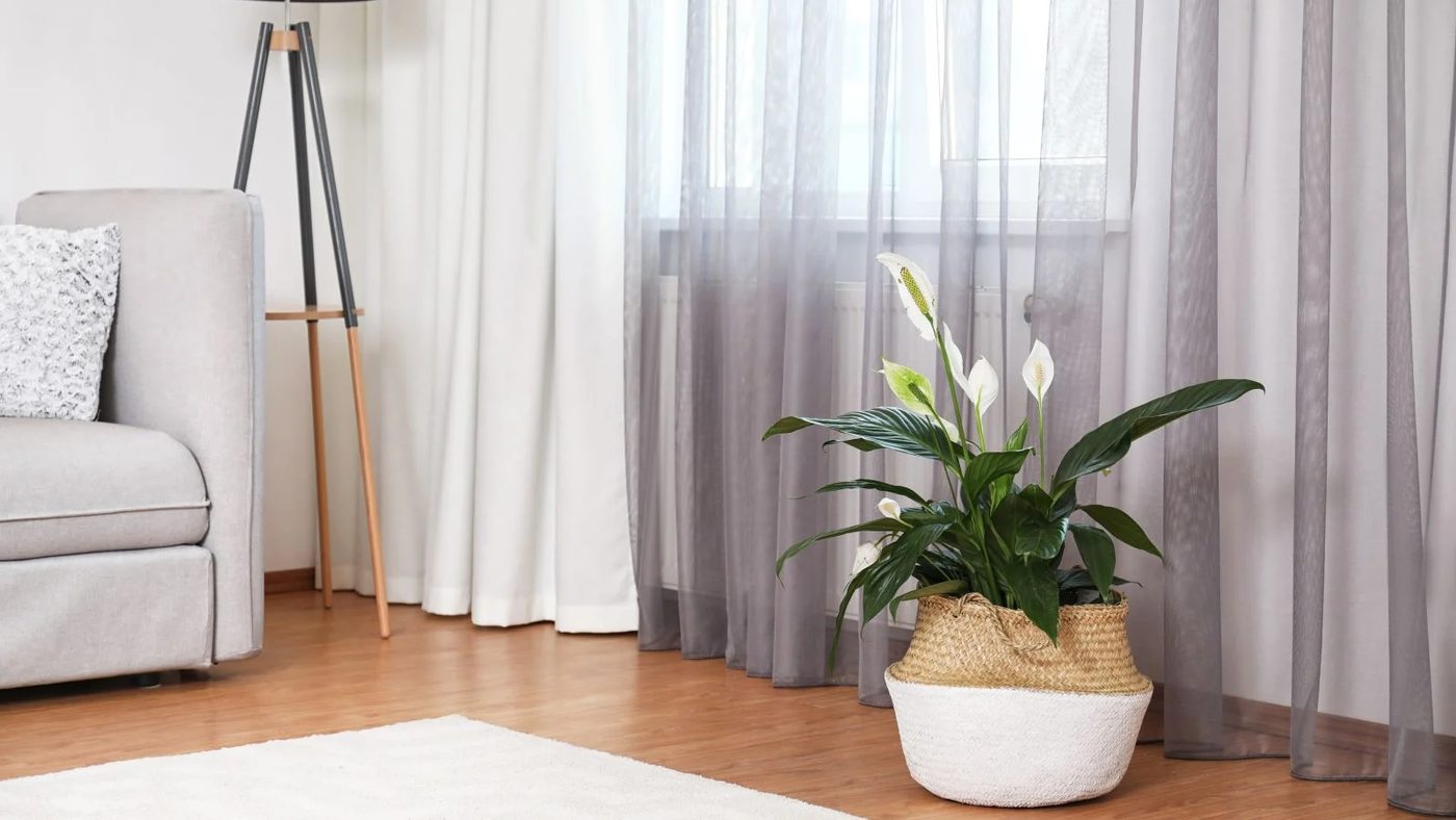 5 Peace Lily Indoor Plant Shutterstock 1623874492