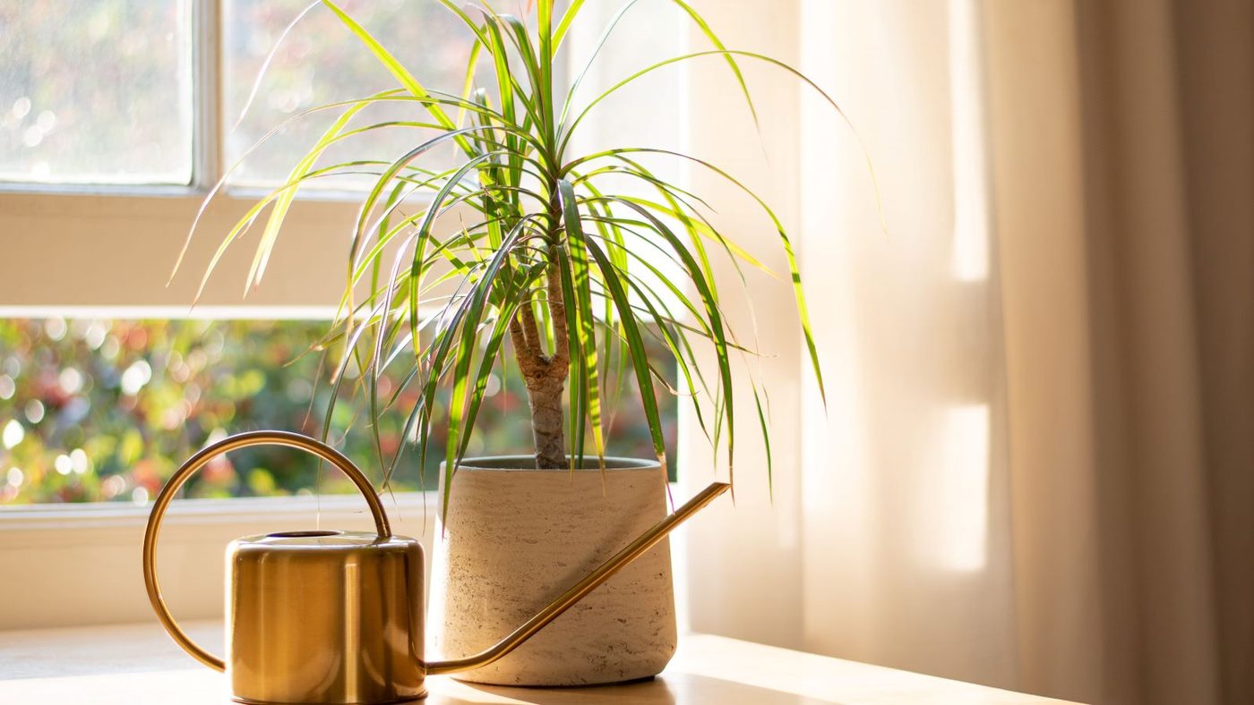 1 Dracaena Best Low Maintenance Houseplants Shutterstock 1814105540