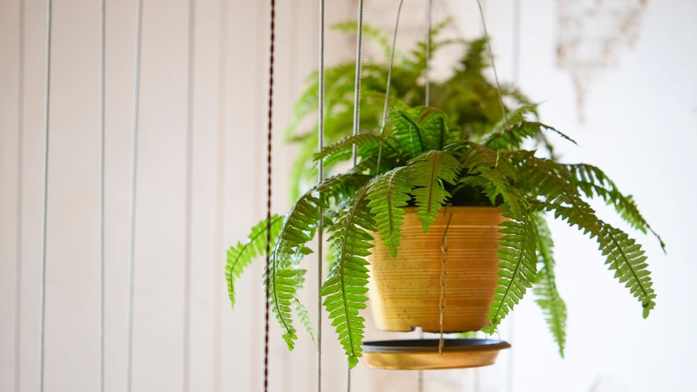 2 Boston Fern Best Low Maintenance Houseplants Shutterstock 1729836934