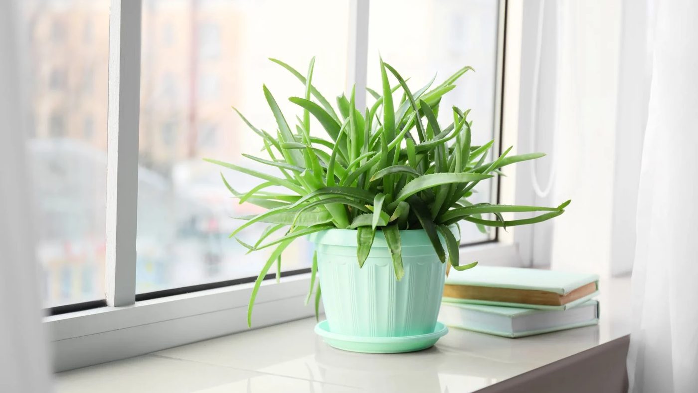 3 Aloe Vera Plant Great For Burns Shutterstock 2136404625