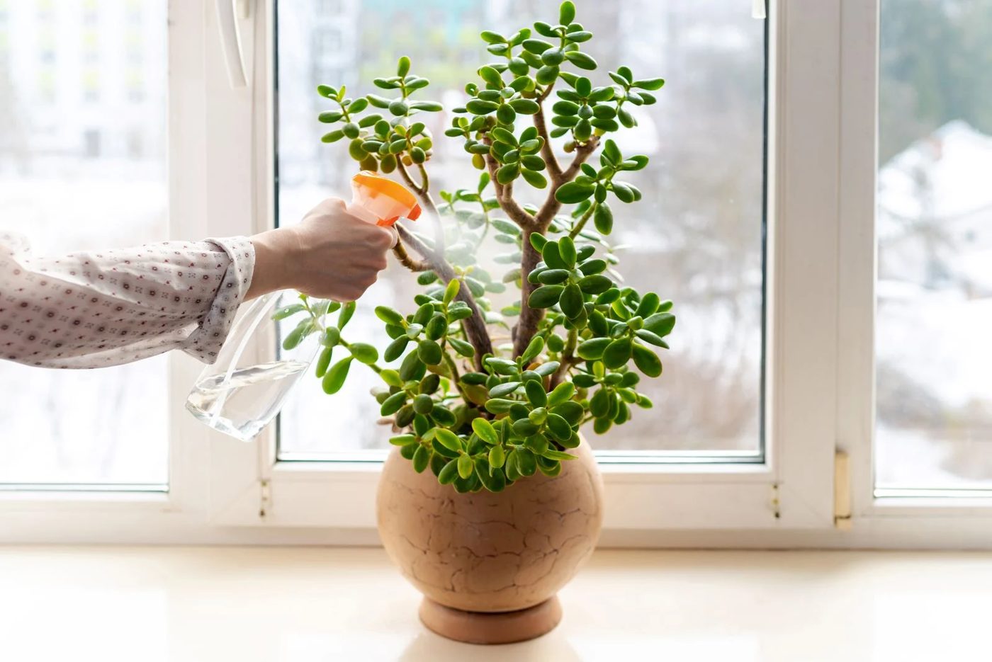 8. Jade Plant Shutterstock 1952793211