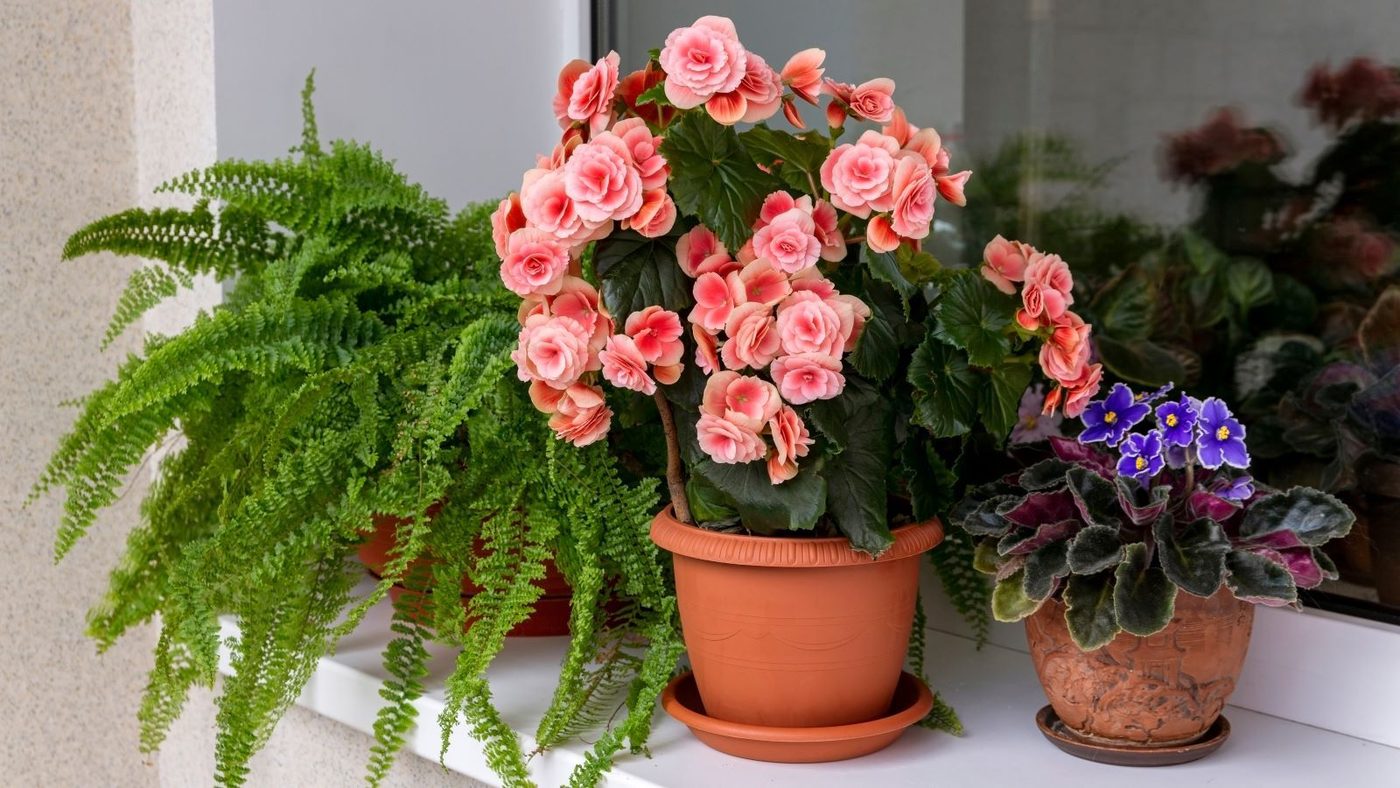4 Flowering Begonia Plant Shutterstock 1978454234