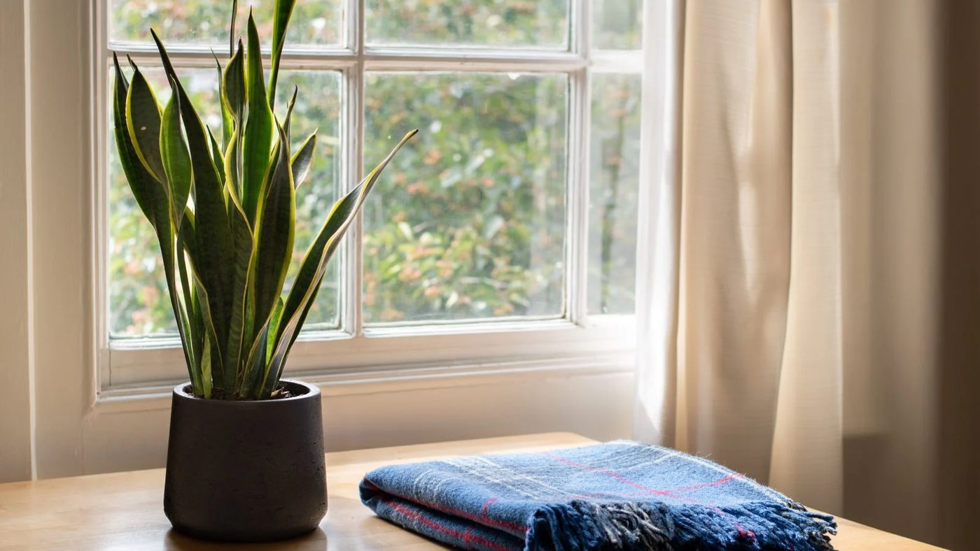 15 Snake Plant Best Low-Maintenance Houseplants Shutterstock 1808396254