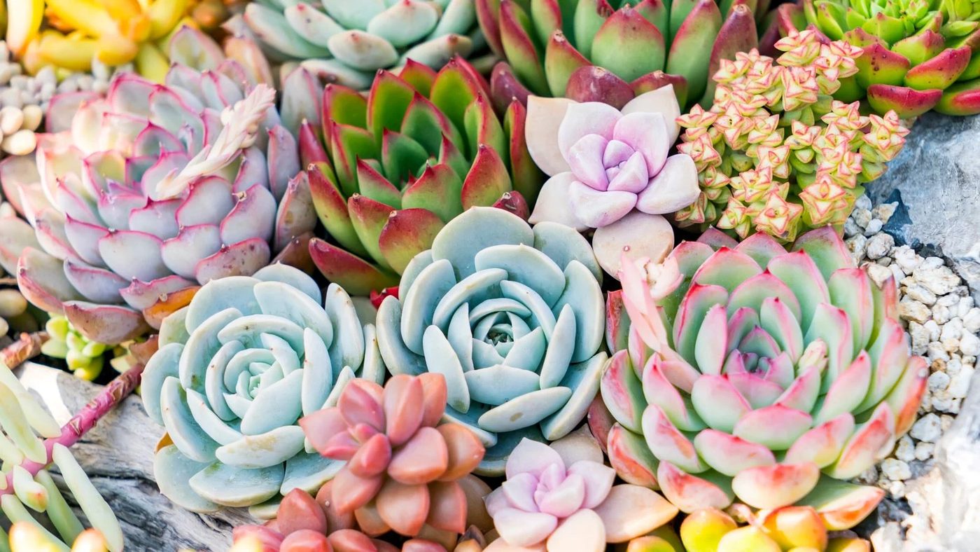 7. Succulents Shutterstock 1126453310