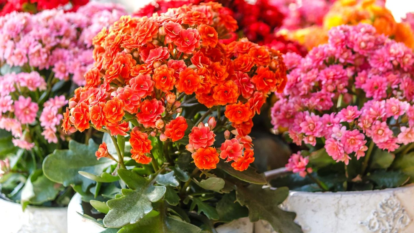 12 Kalanchoe Shutterstock