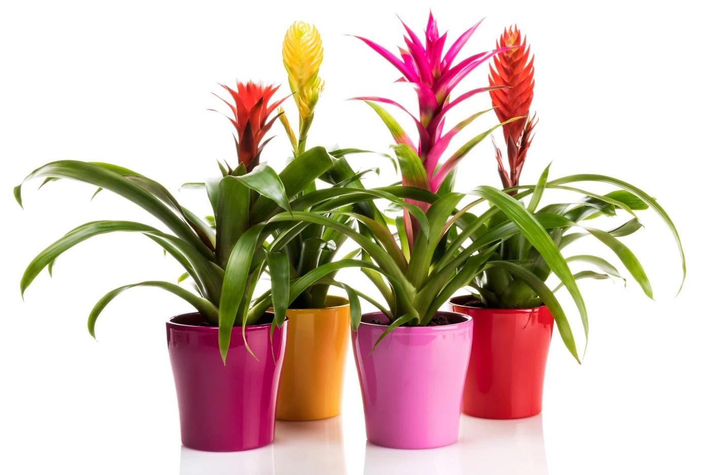 9 Bromeliad Plant Shutterstock 1660231300