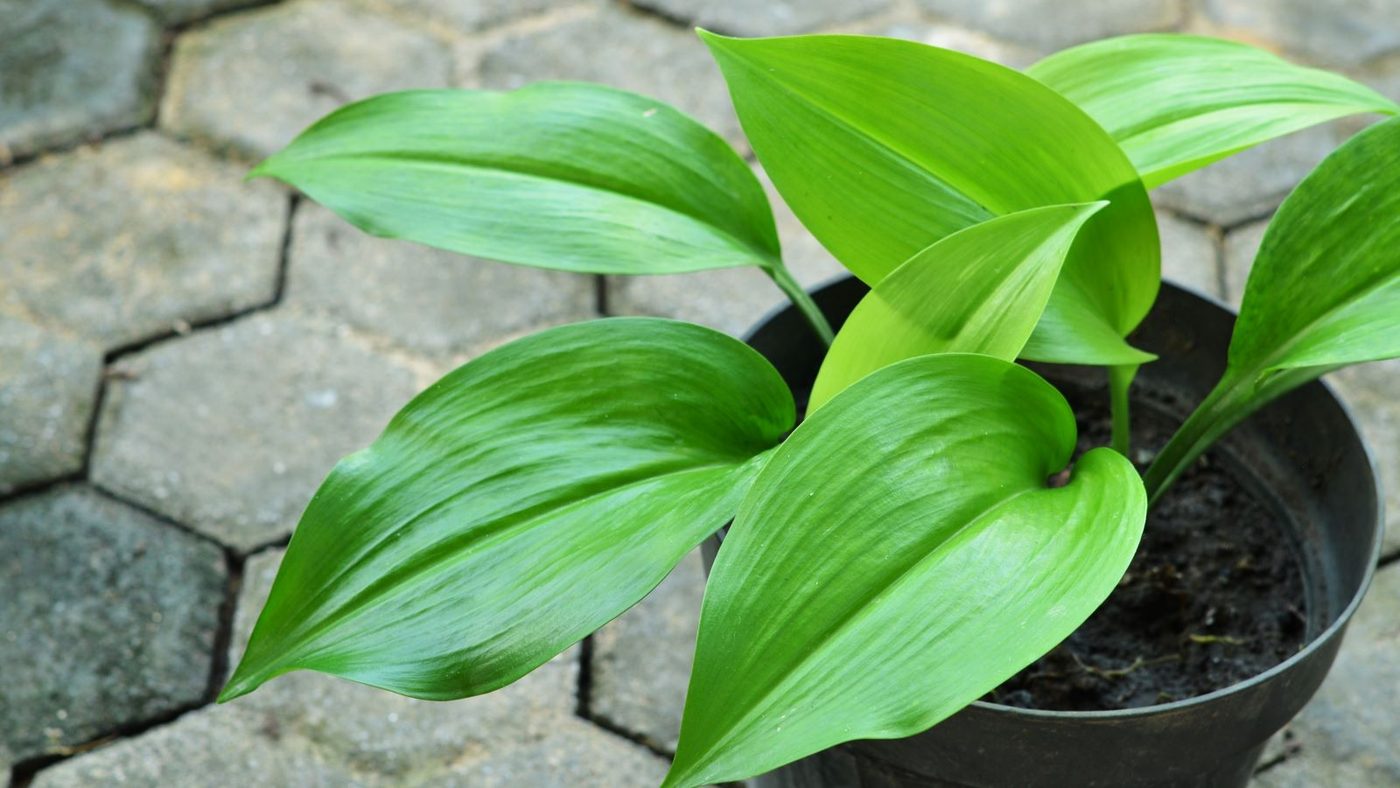 13 Cast Iron Plants Shutterstock 2174241189