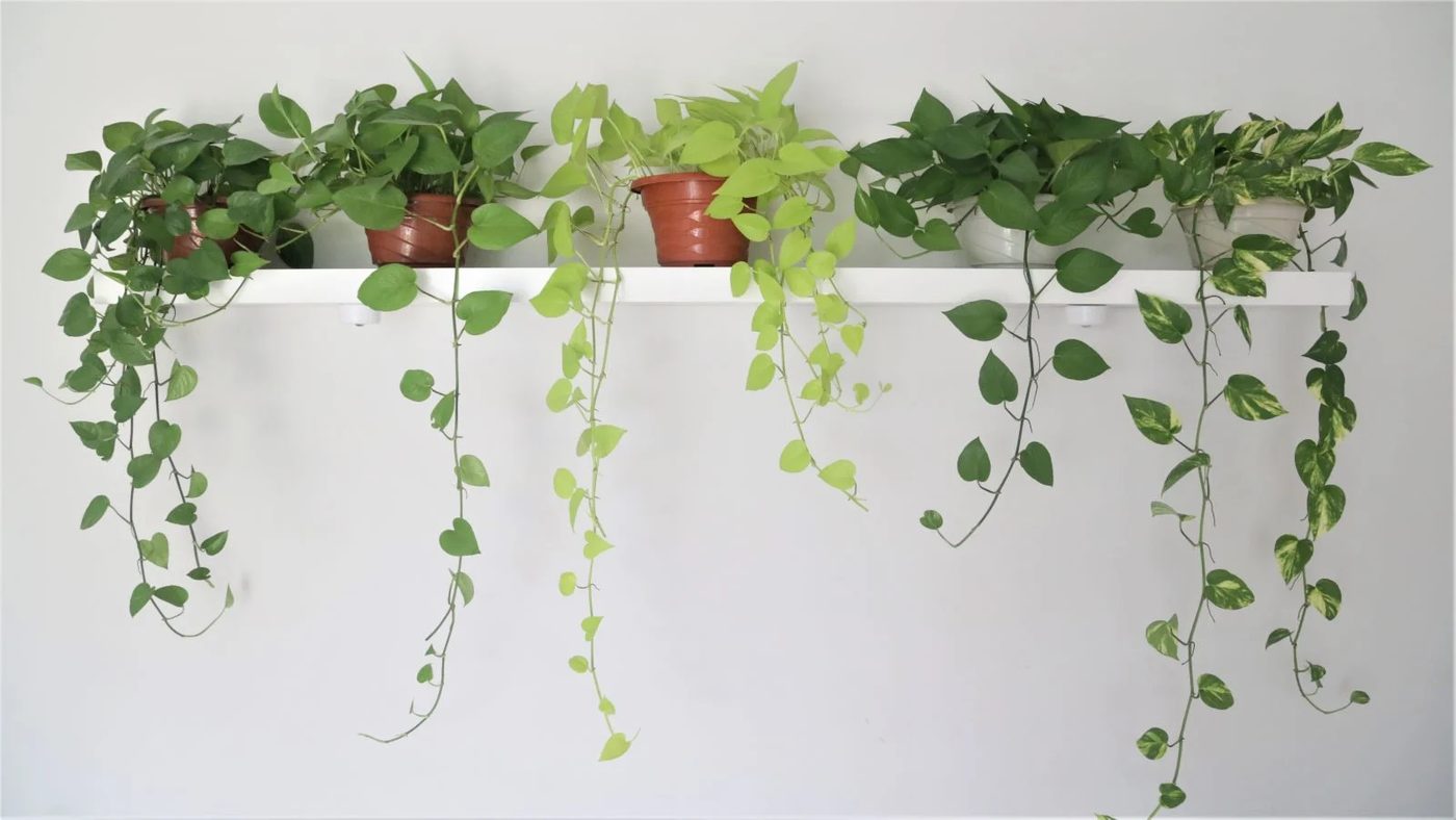 6. Pothos Shutterstock