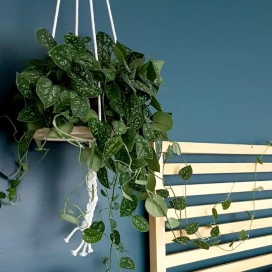 straightforward And striking Handmade Hanging Planter