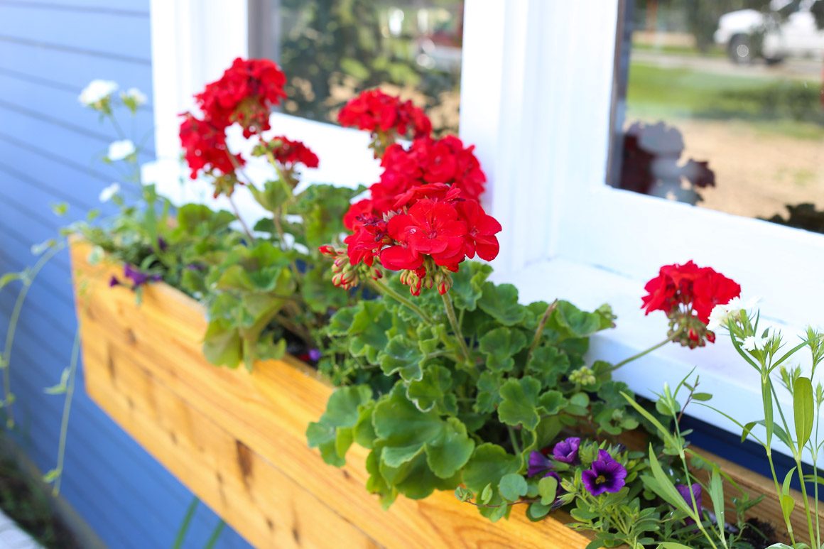 Handmade custom cedar wood window box with geraniums