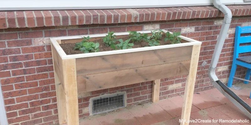 Build an Elevated Planter Box (and save your back!)