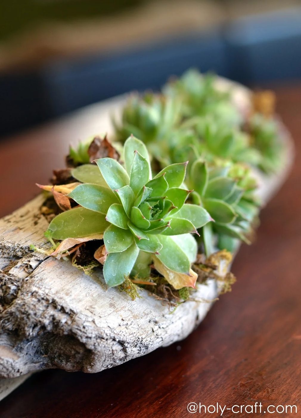 rachel teodoro driftwood succulent planter