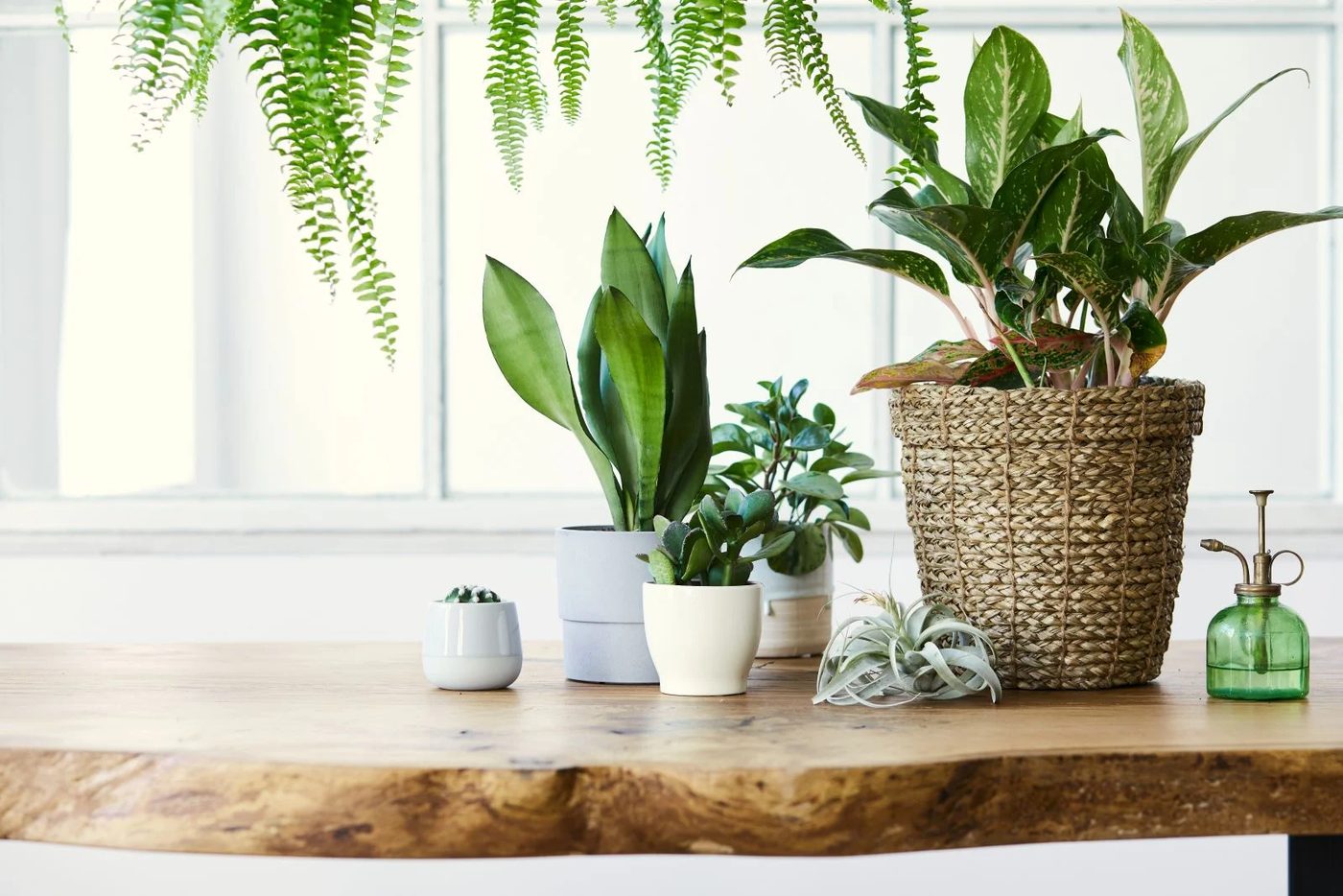 Indoor Plants