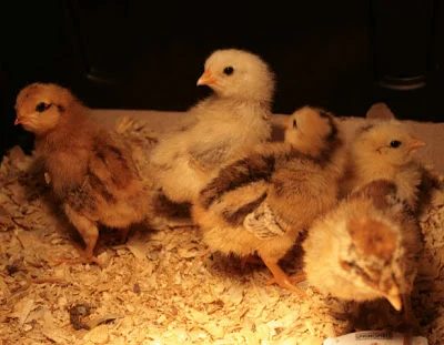 Chick’n Nuggets