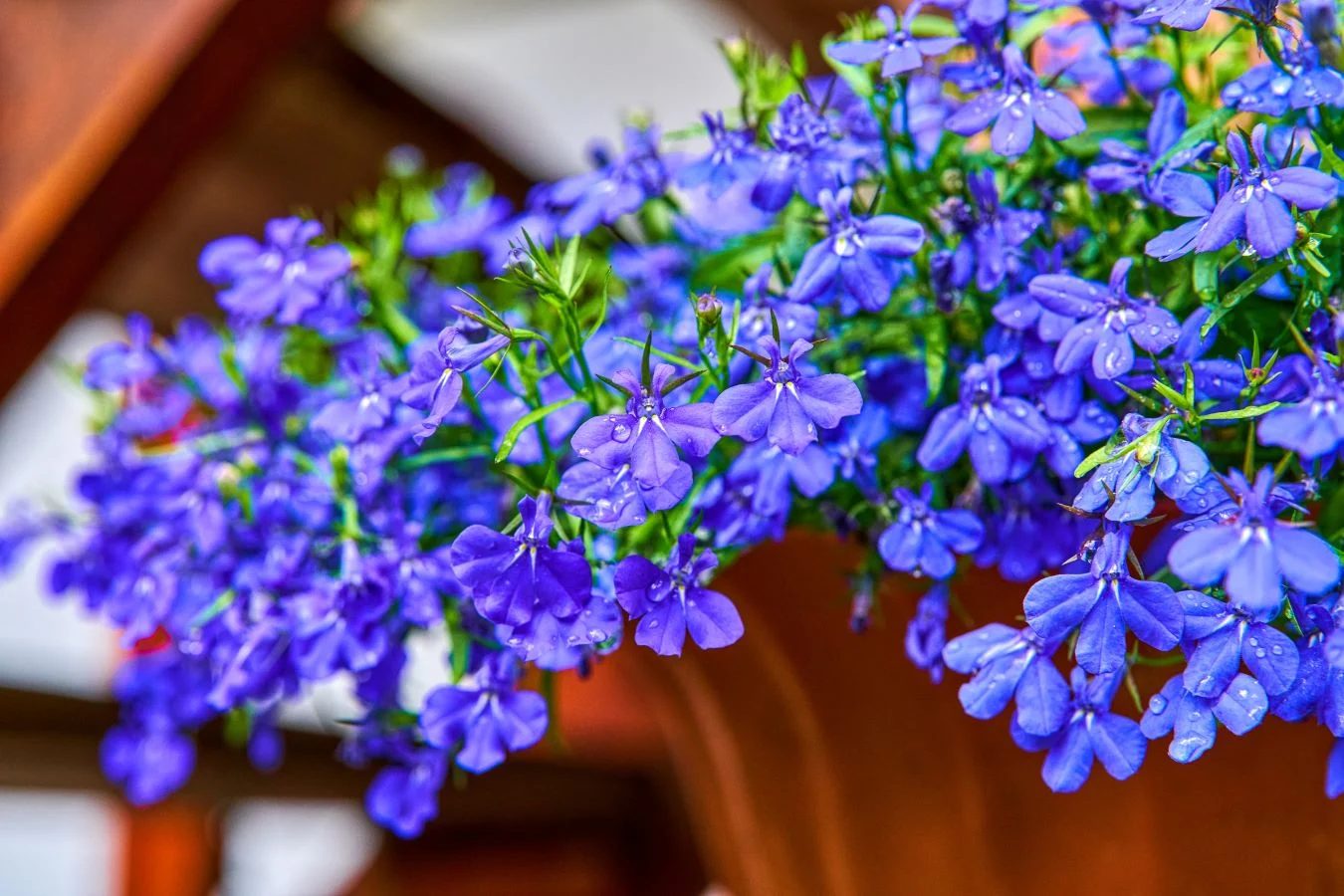 Lobelia Erinus Shutterstock